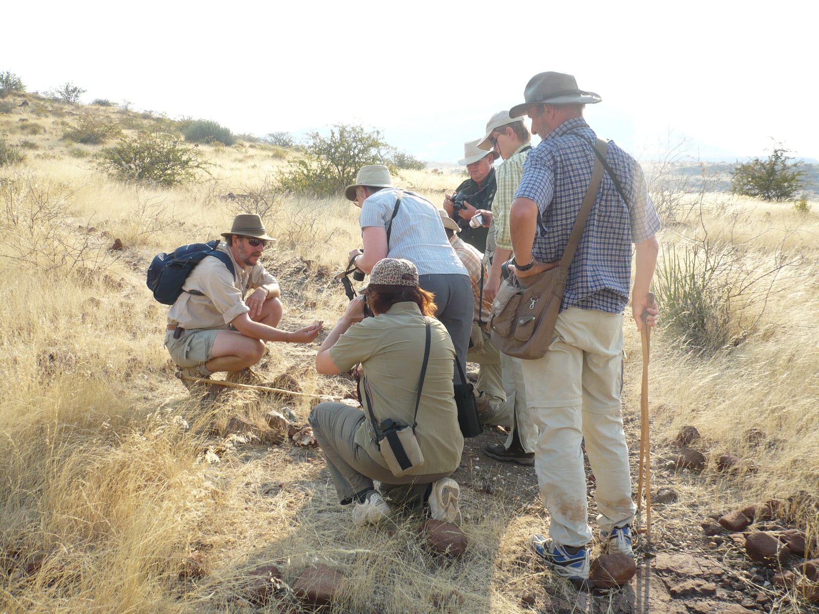 Read more about the article Safari